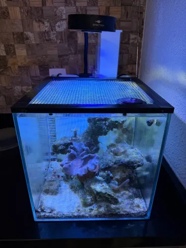 Aquário marinho com luminária spectra