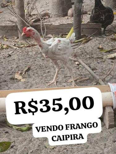 VENDO FRANGUINHOS ON 