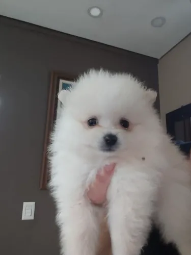 Lulu da Pomerânia