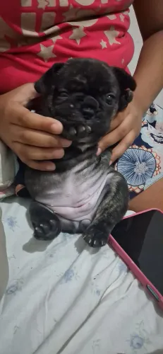 Bulldog francês fêmea