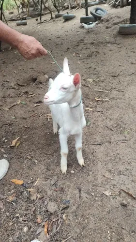 Bodinho Sammy 
