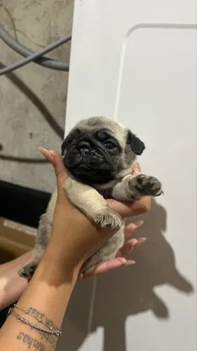 FILHOTES DE PUG DISPONÍVEIS (2 MACHOS)