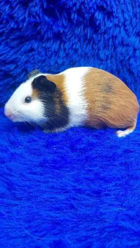 Porquinho da índia tricolor fêmea