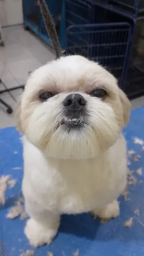Banho e tosa estúdio pet..