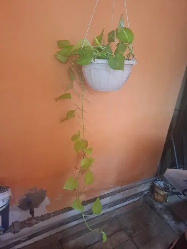 Planta jiboia verde limão