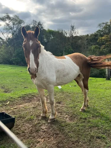 Cavalo meio sangue lusitano a venda 