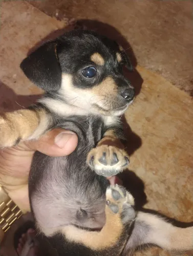 Cão Pincher número 1 dois machos 