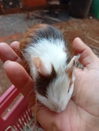Porquinho da índia