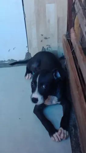 Vende se uma linda cachorrinha Pit Bull vai fazer três meses dia 25