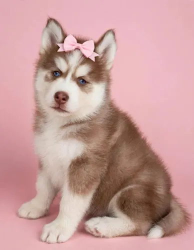 Promoção linda fêmea husky pelagem woly