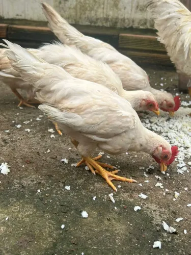 Vende-se minha galinhas