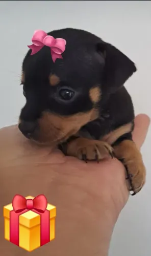 Linda filhote de pinscher 0 fêmea entrega imediata
