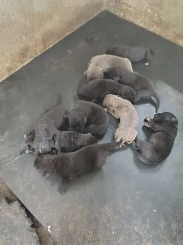 Filhote  de cane corso