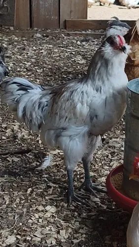 Galo ameraucana