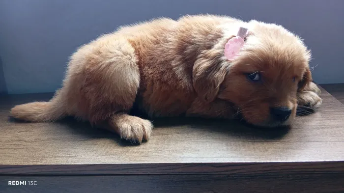 Filhotes de Golden Retriever