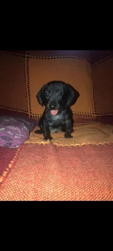 Cachorro salsicha total back (dashinroud)