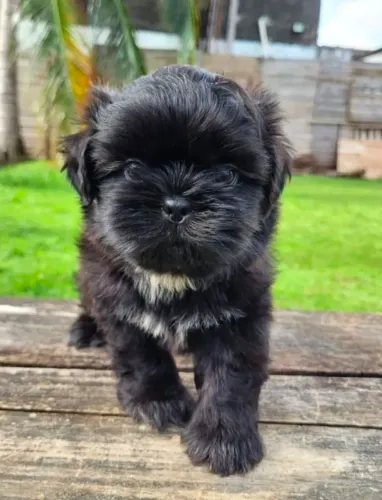 Lhasa Apso Machos disponível 
