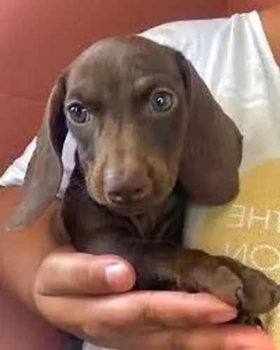Dachshund: Pronto para Conhecer Seu Novo Companheiro
