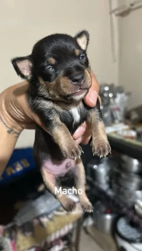 Filhote de Pinscher Puro número 1