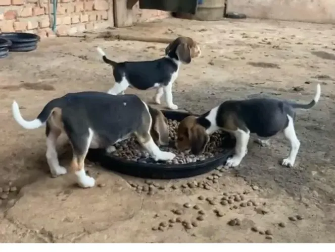 Beagle alegre e saudavel