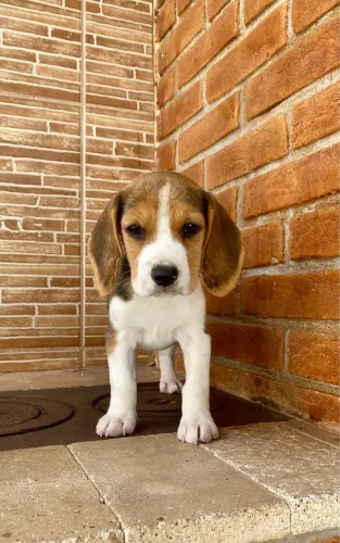 Beagle tricolor filhotes 