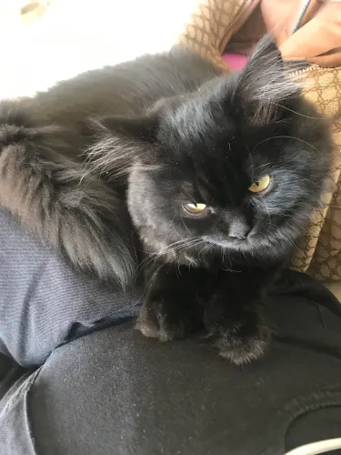Gato mestiço persa/angora