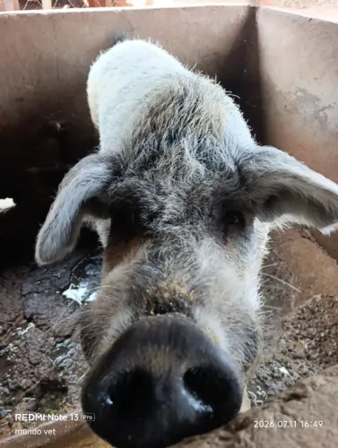 Porco Moura 