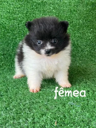 Lulu Pomerânia