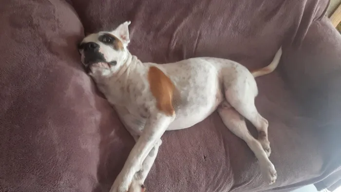 Doação Pitbull