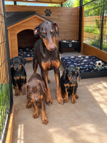 Filhotes de doberman