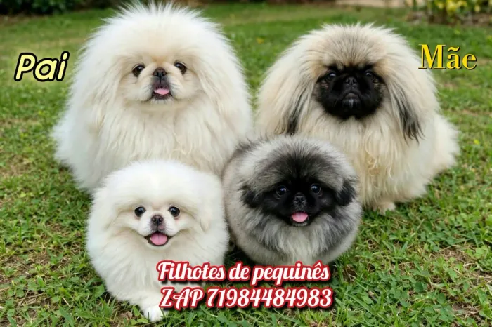 Filhotes de pequinês vacinados e com pedigree oportunidade