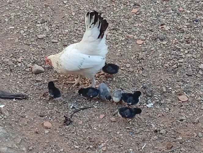 Vendo Galinha com pintos (Galizé)