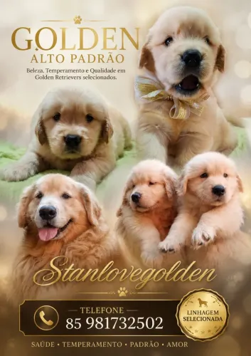 Disponivel Golden Retriever