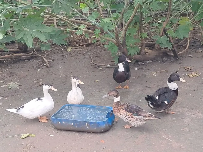 Pato/ marreco