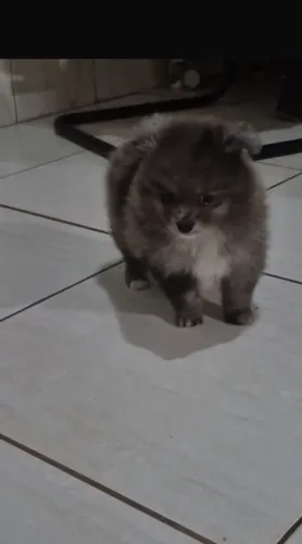Spitz alemão macho !