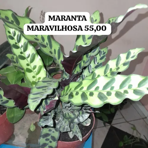 FOLHAGENS MARAVILHOSAS PRA ALEGRAR SEU JARDIM OU AMBIENTE INTERNO 