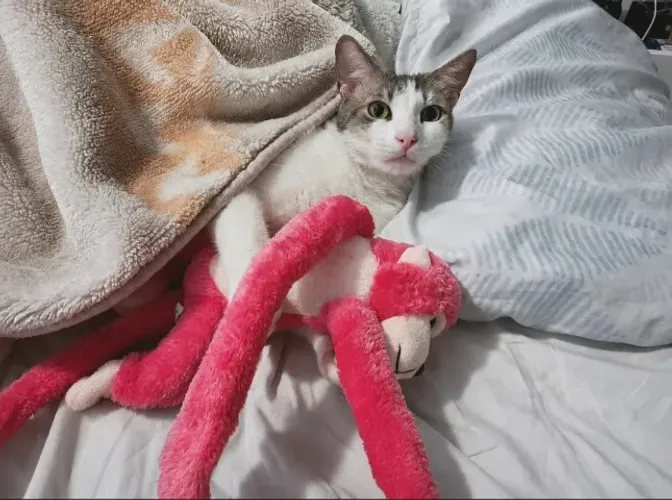 Gatinho para adoção