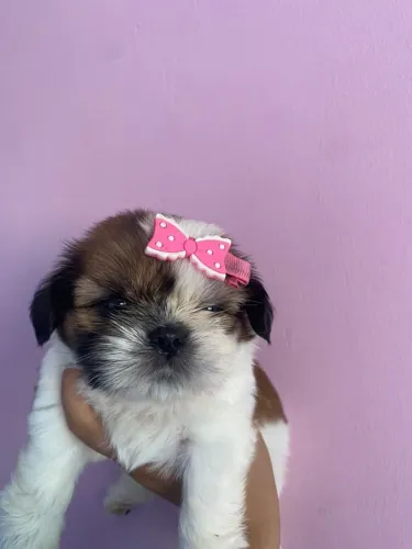 Shitzu fêmea - @agnesroyalcanil