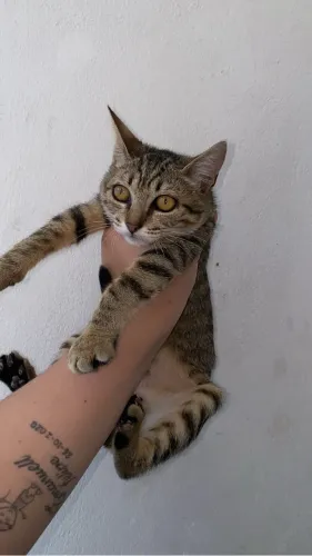 Doa-se Gatinha fêmea , super dócil e brincalhona 