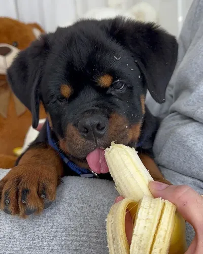 Rottweiler Muito mais do que aparência: um companheiro fiel