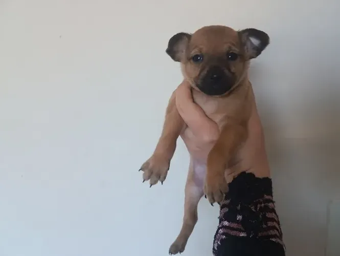 Pinscher Miniatura Filhote Macho Marrom Vacinado Desparasitado Parcelo Entrego Grátis