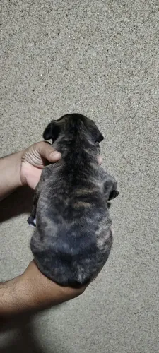 Cachorro Bulldog francês