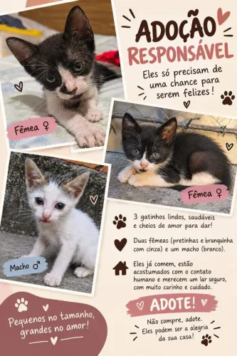 Gatinhos para adoção
