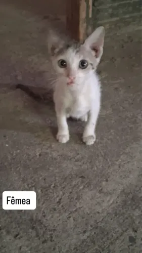 Doação de gatinhos gato