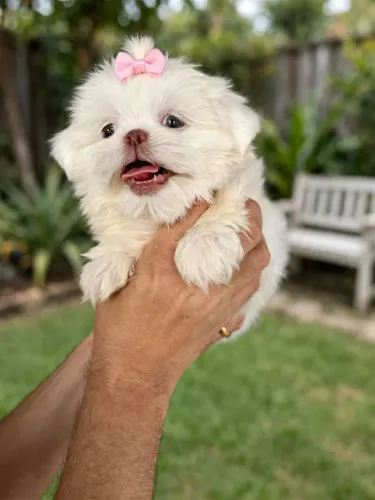 Vendo essa Linda Filhotinha de Shih-tzu Fêmea (BRANCA DE NEVE)