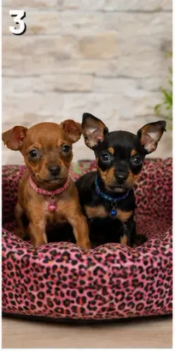 Filhotinhos saudável e brincalhão Pinscher/Pincher/Pinsher/Pintier