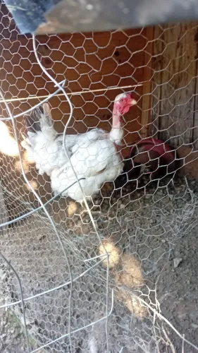 Galinha pescoço pelado