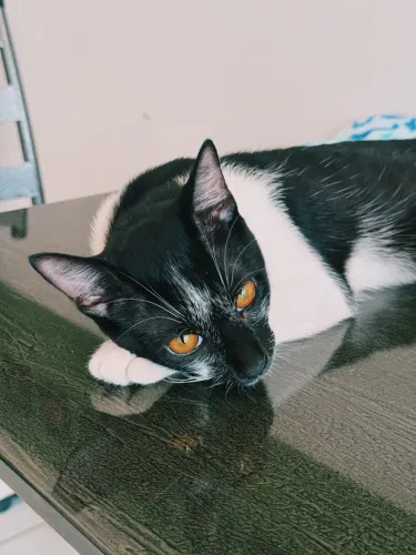 DOAÇÃO DE GATINHO
