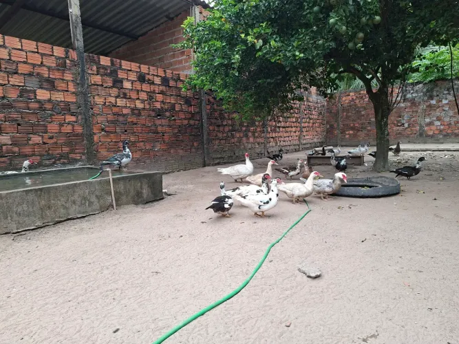 Patas
