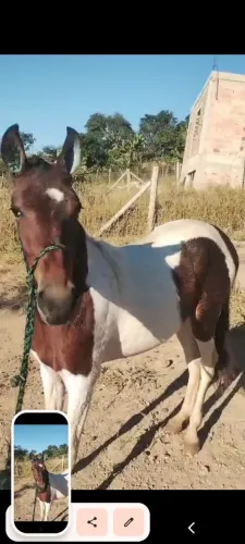 Potra Pampa Manga larga 2 anos, 